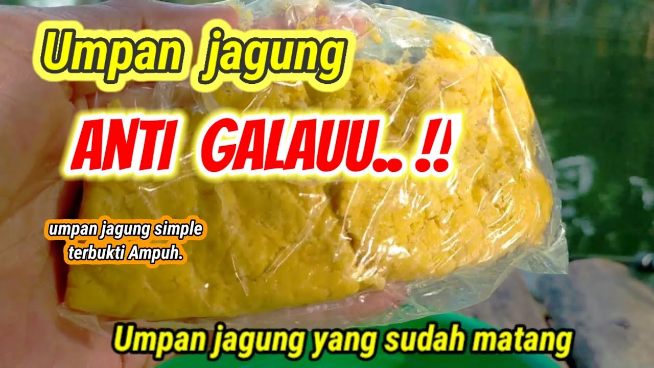 Rahasiaa..!!Umpan ikan mas dari jagung...umpan simple dari jagung#umpansimpel
