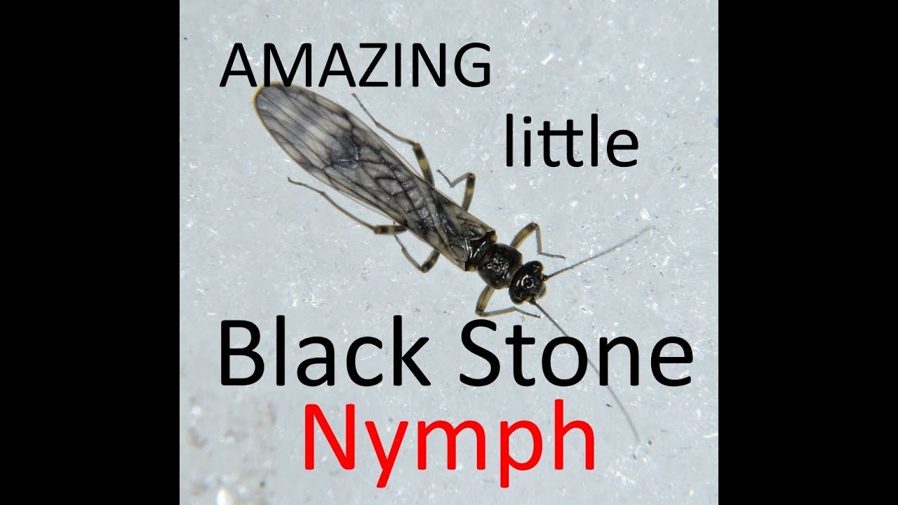 Little Black Stone this fly I am so excited to show you.