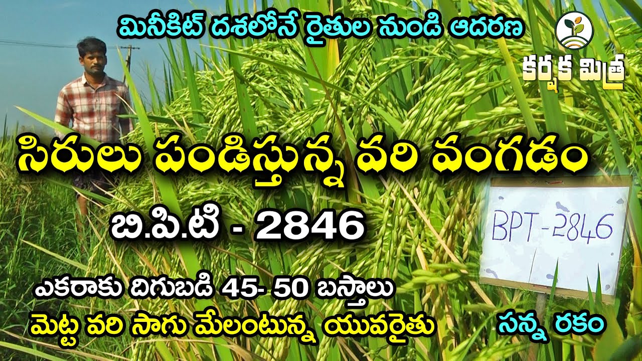 సన్న వరి రకాల్లో శ్రేష్ఠం బి.పి.టి - 2846 || New Paddy Variety BPT - 2846 || Karshaka Mitra