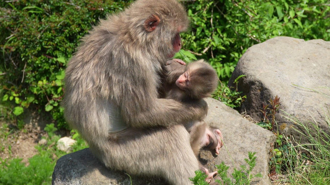 "Чистейшая Любовь": Невинное Очарование Детеныша Обезьяны‚ Которое Захватывает Мир. Трогательные Мом