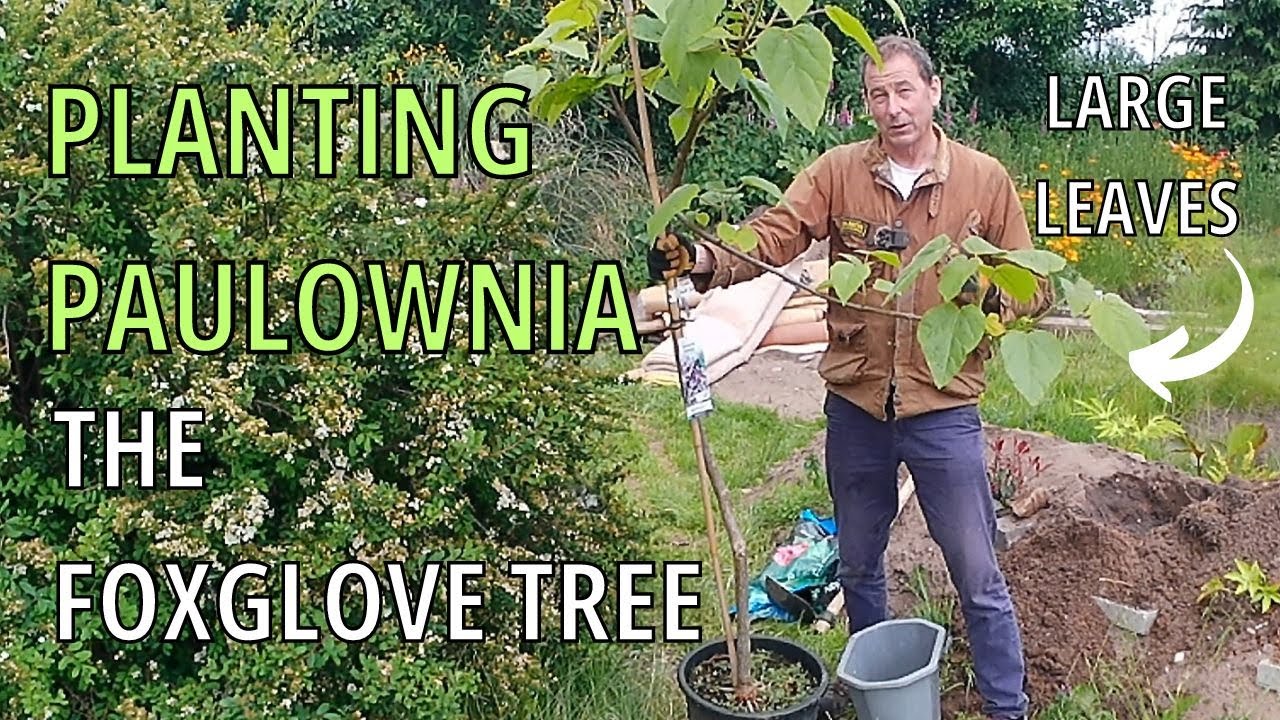Paulownia (FOXGLOVE TREE), Empress Tree, Princess Tree