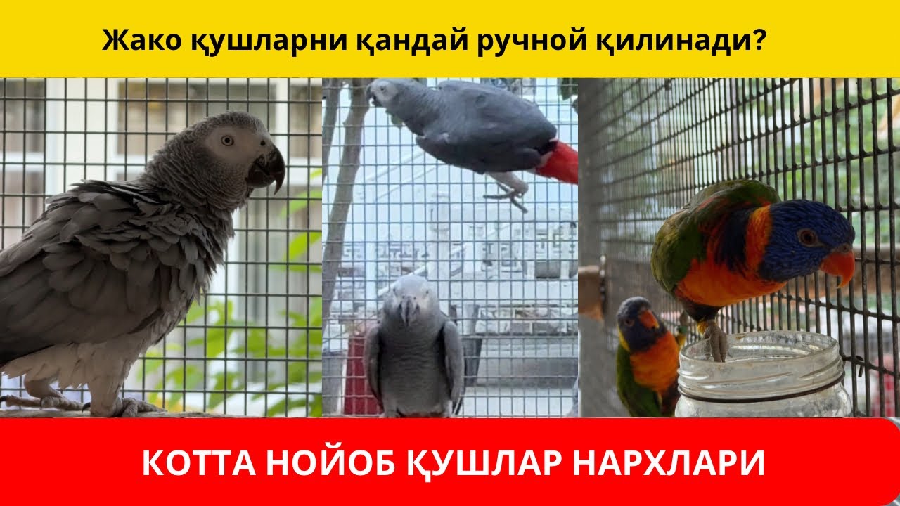 ҚУШ БОҚИШ ТЎТИ ҚУШНИ ҚАНДАЙ ҚЎЛГА ЎРГАТСА БЎЛАДИ?