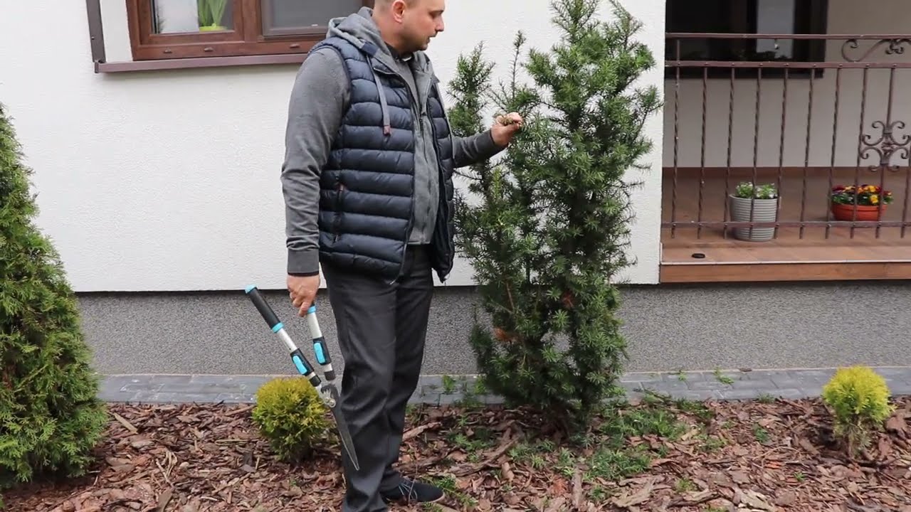 Jak zacząć modelowanie cisów