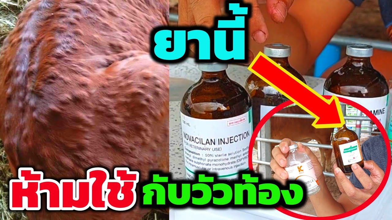 วิธีรักษาลัมปีสกินแบบม้วนเดียวจบ  พร้อมตัวยาที่ใช้รักษา ยาตัวไหน? ❌ห้ามใช้❌ในวัวท้อง รักภักดีฟาร์ม