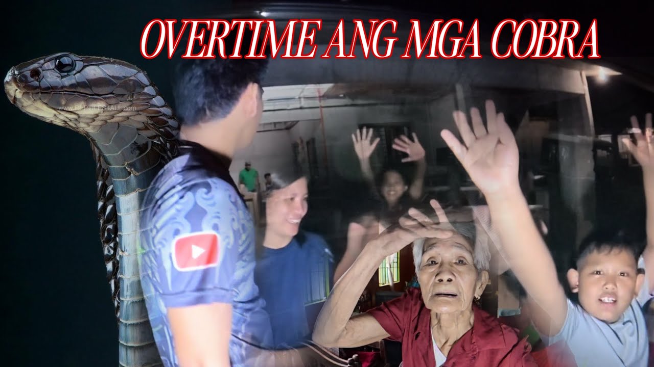 WALANG PINIPILING ORAS ANG PANGANIB MGA COBRANG GABI UMAATAKE#cobraprince 