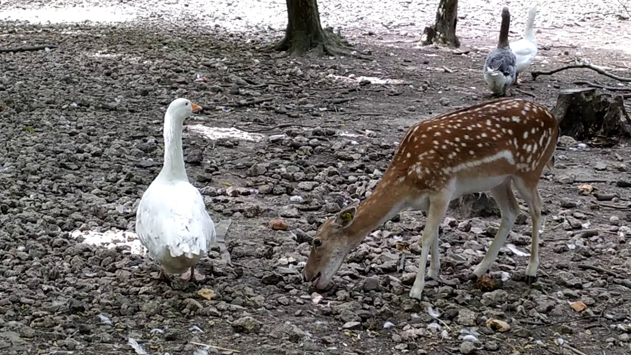 Parc animalier de Janvry