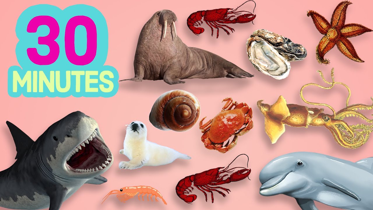 Learn Marine Animals In English For 30 Minutes