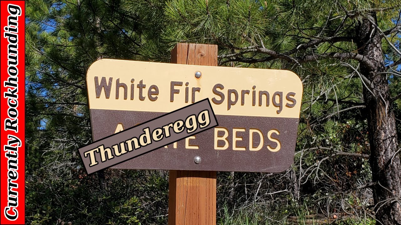 White Fir Thunderegg Bed // Rockhounding in Ochoco National Forest