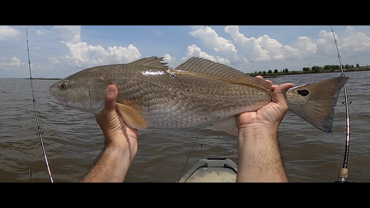 Catching Bait and Redfish, Cypremort Point