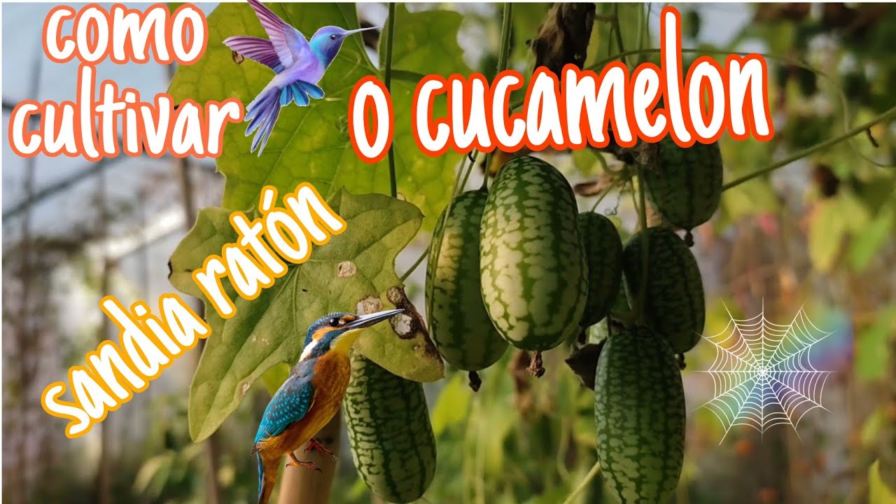 &&Como sembrar //CUCAMELON o SANDIA RATÓN//tanto en el huerto como en el invernadero&&