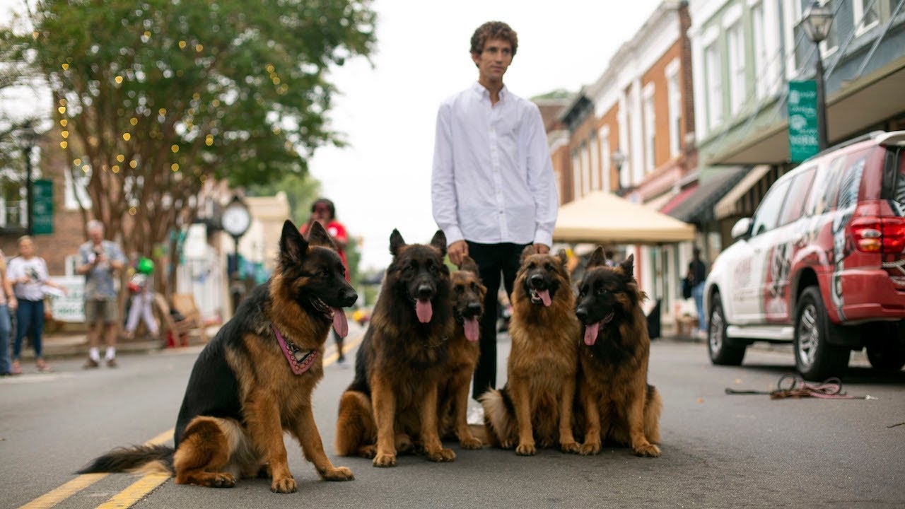 Dog Whisperer Can Walk Pack Of German Shepherds Without Leash