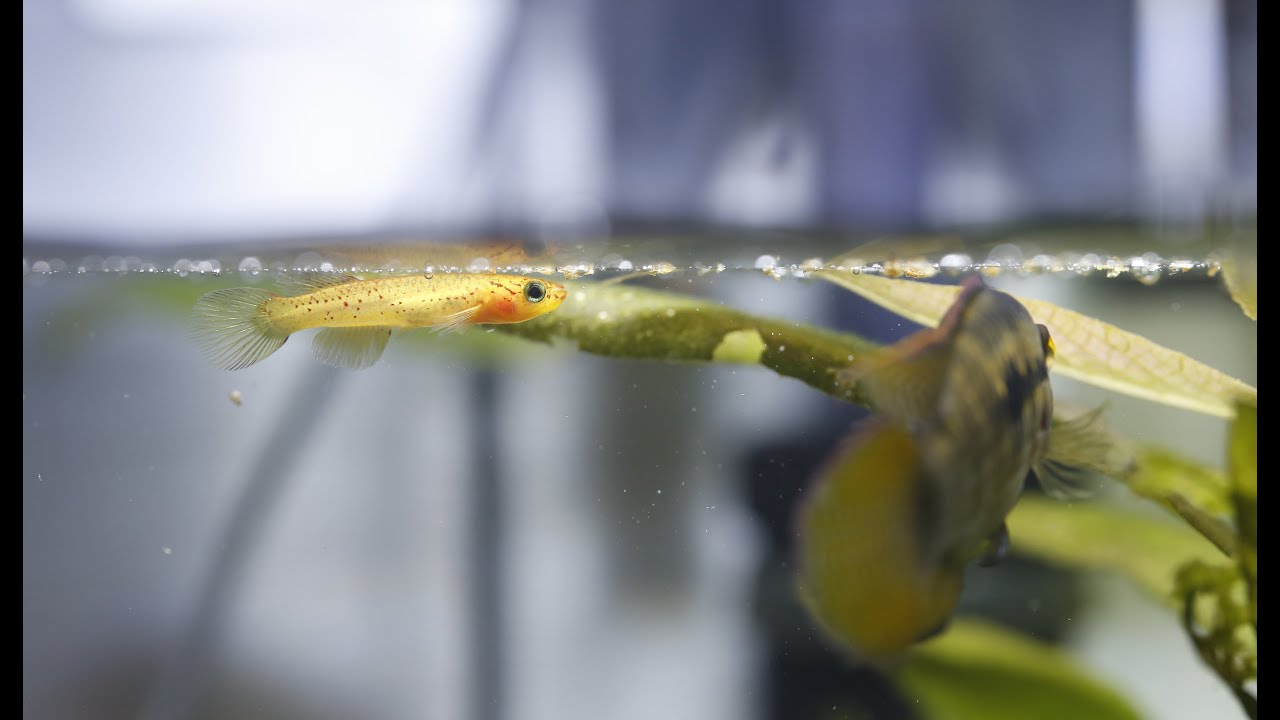 My Lyretail killifish is Pregnant! (Aphyosemion australe 'Gold')