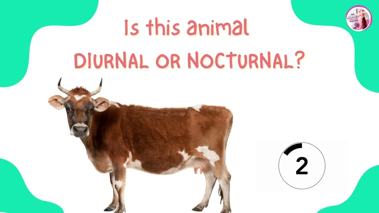Diurnal and Nocturnal Animals