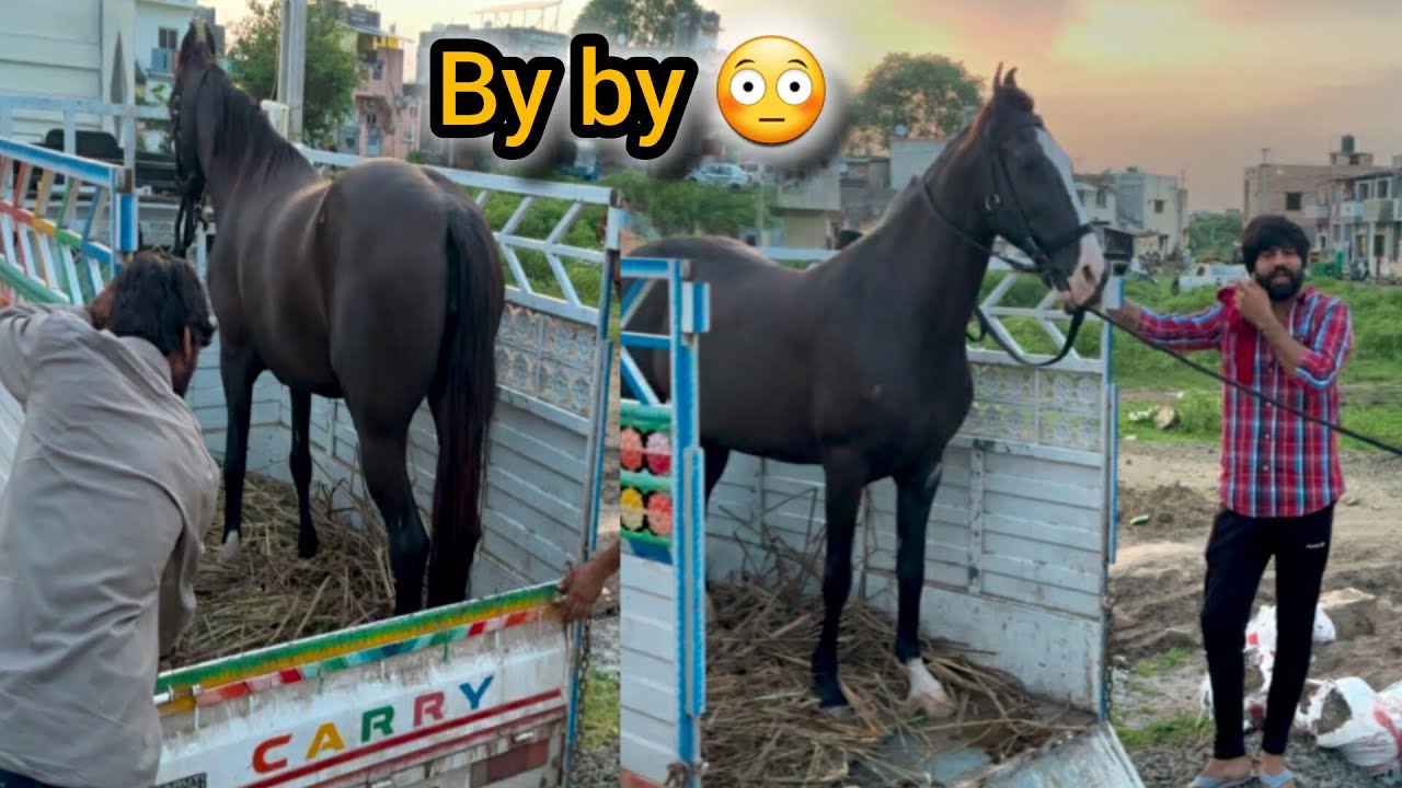 Aaj to GHODI chotila se dhoraji aayi 😨