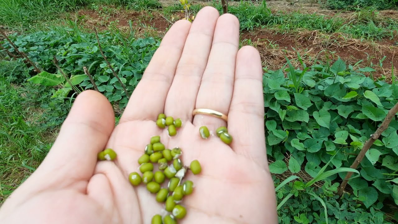 Colhendo feijão Moyashi das leiras de agrofloresta