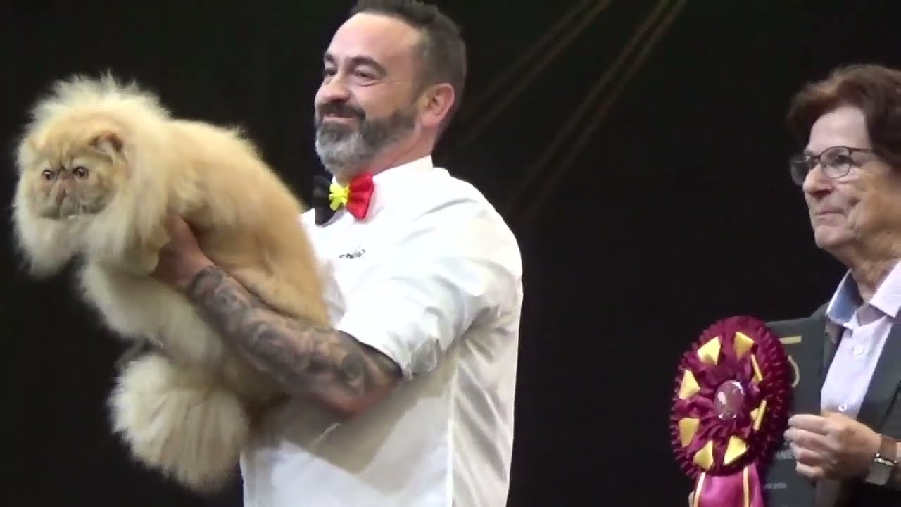 FIFe Cat Worldshow 2022 Mechelen 6 Category 1