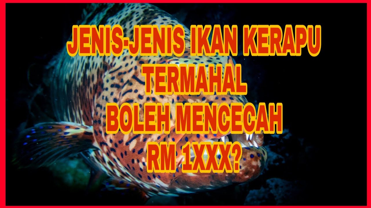 KERAPU TERMAHAL & HABITATIKAN KERAPU, harga MENCECAH RM 1XXX?? USD 350??