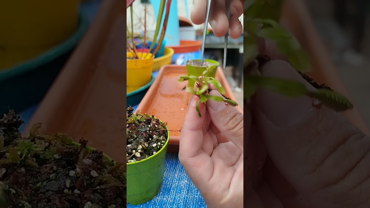 Venus atrapa moscas y trasplantes