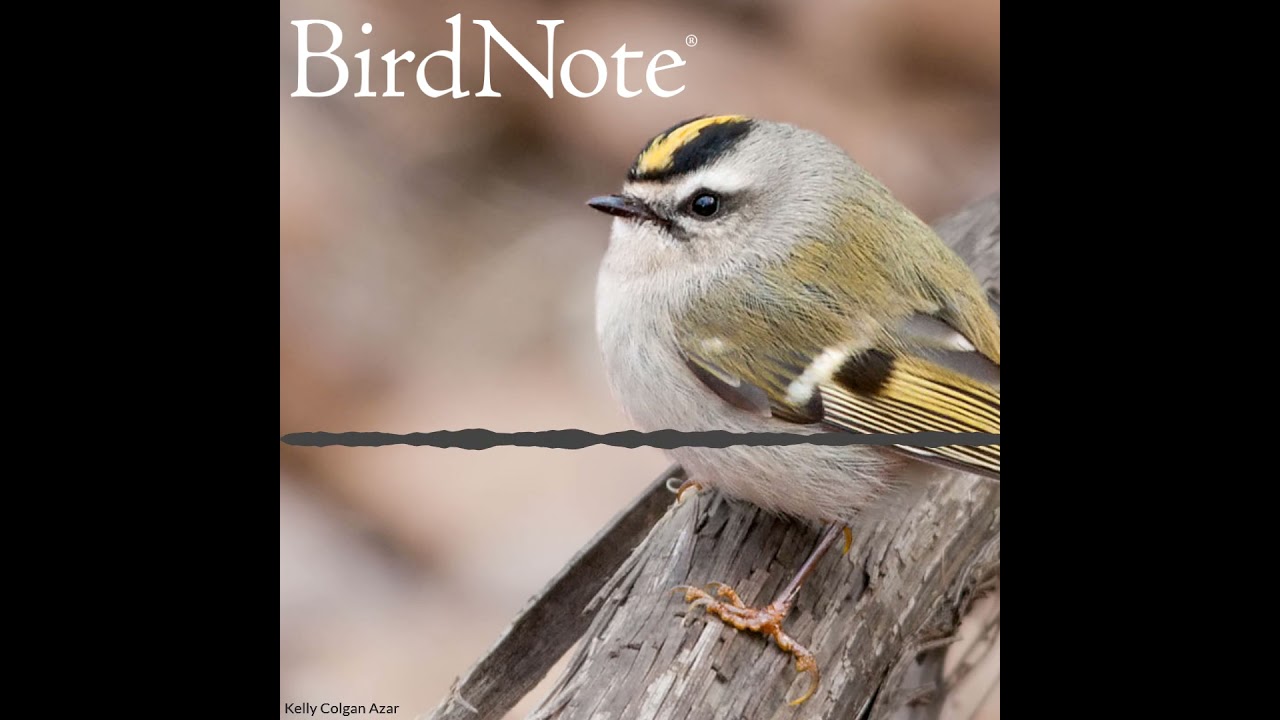 Kinglets in Winter