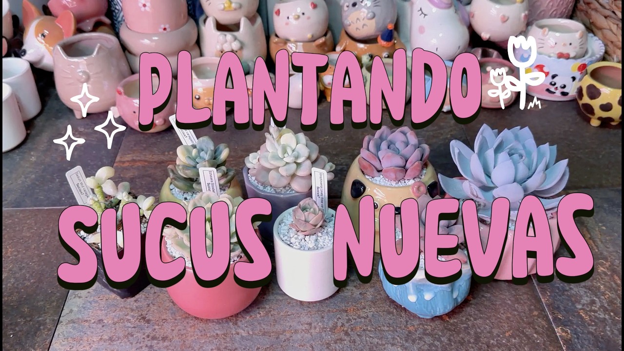 Plantando nuevas suculentas coreanas y cambio de sustrato.