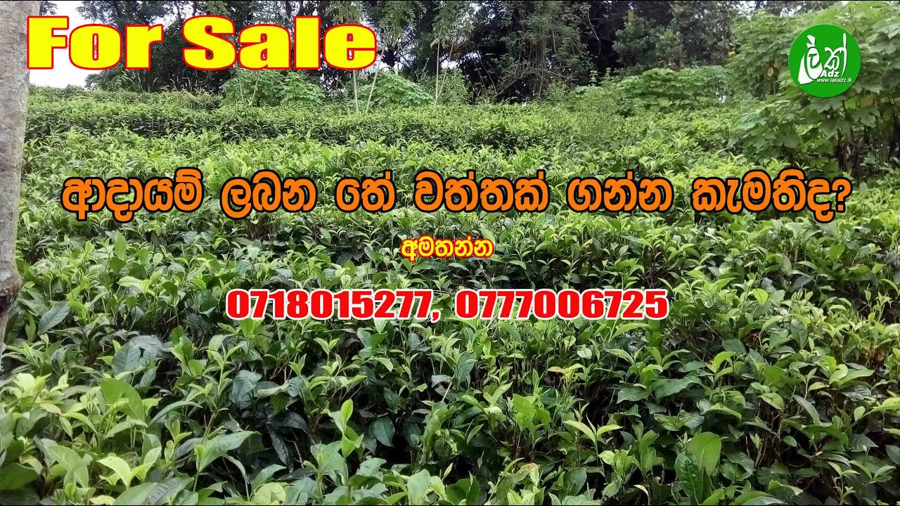Tea estate for sale