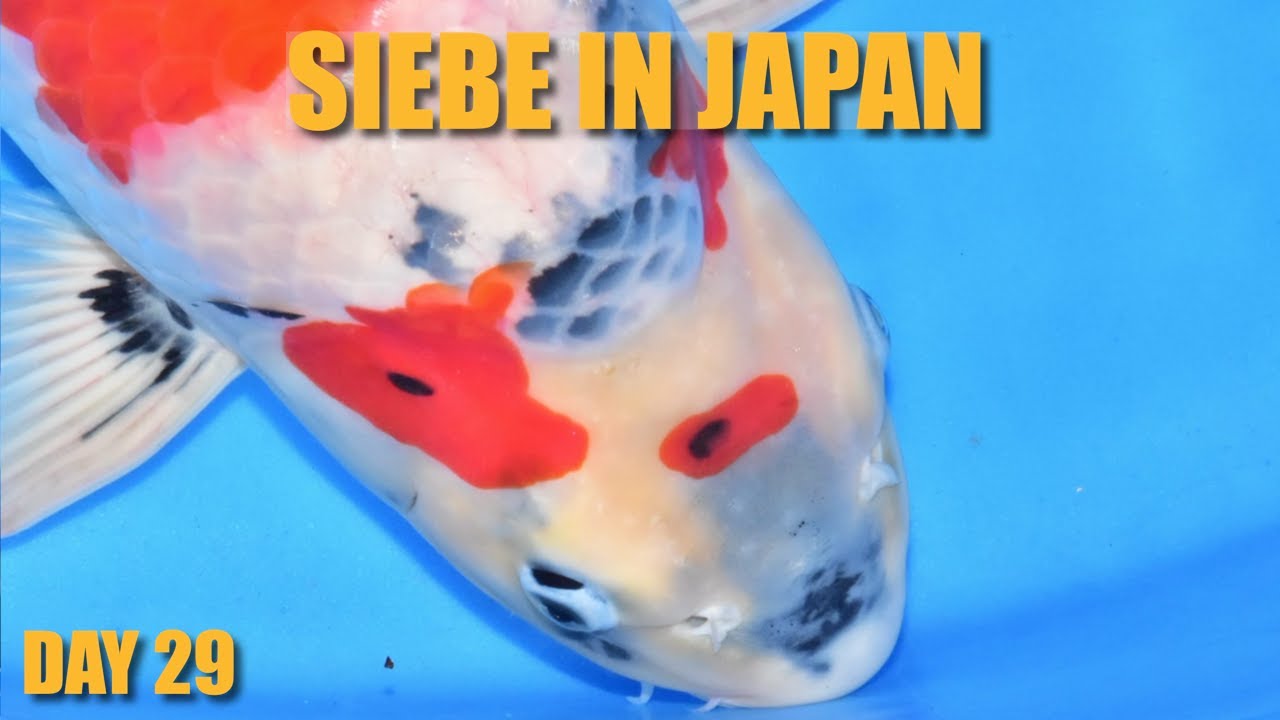 THE TATEGOI SHOWA | Siebe In Japan Day 29