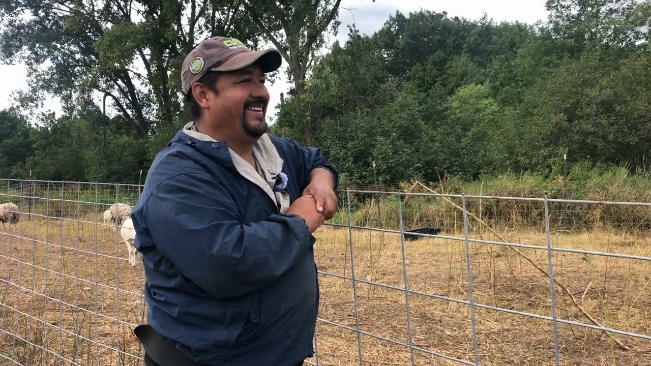 Virtual field day at Cala Farm: Cover crops and sheep on a diversified vegetable farm