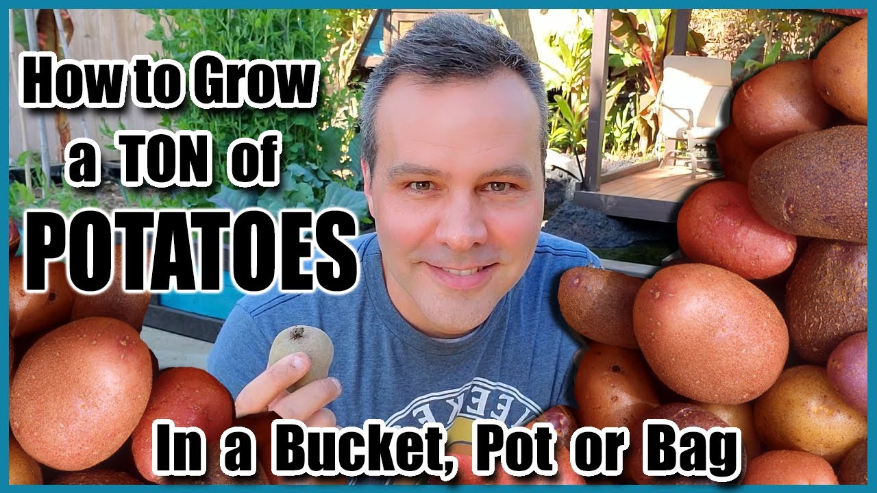 How to Grow a LOT of Potatoes in a Bucket, Bag or Pot