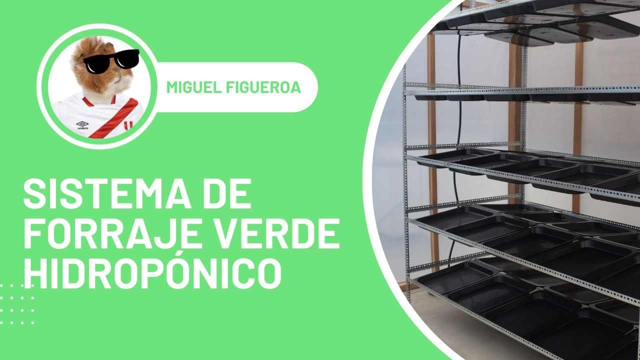 COMO ARMAR UN SISTEMA DE FORRAJE VERDE HIDROPONICO PERÚ
