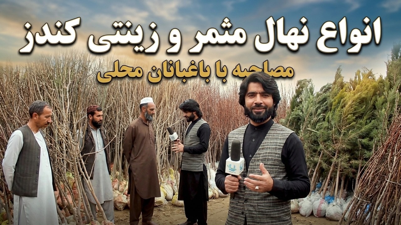 نهال گیلاس واملوک تاجکی در کندز| هرنوع نهال مثمر وزینتی در کندز