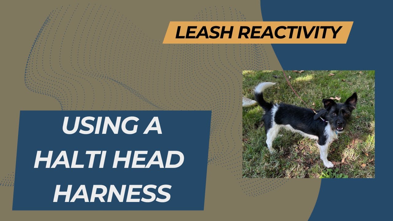 Leash Reactivity Issue – Teach Your Dog to Behave in Public with a Halti Head Harness