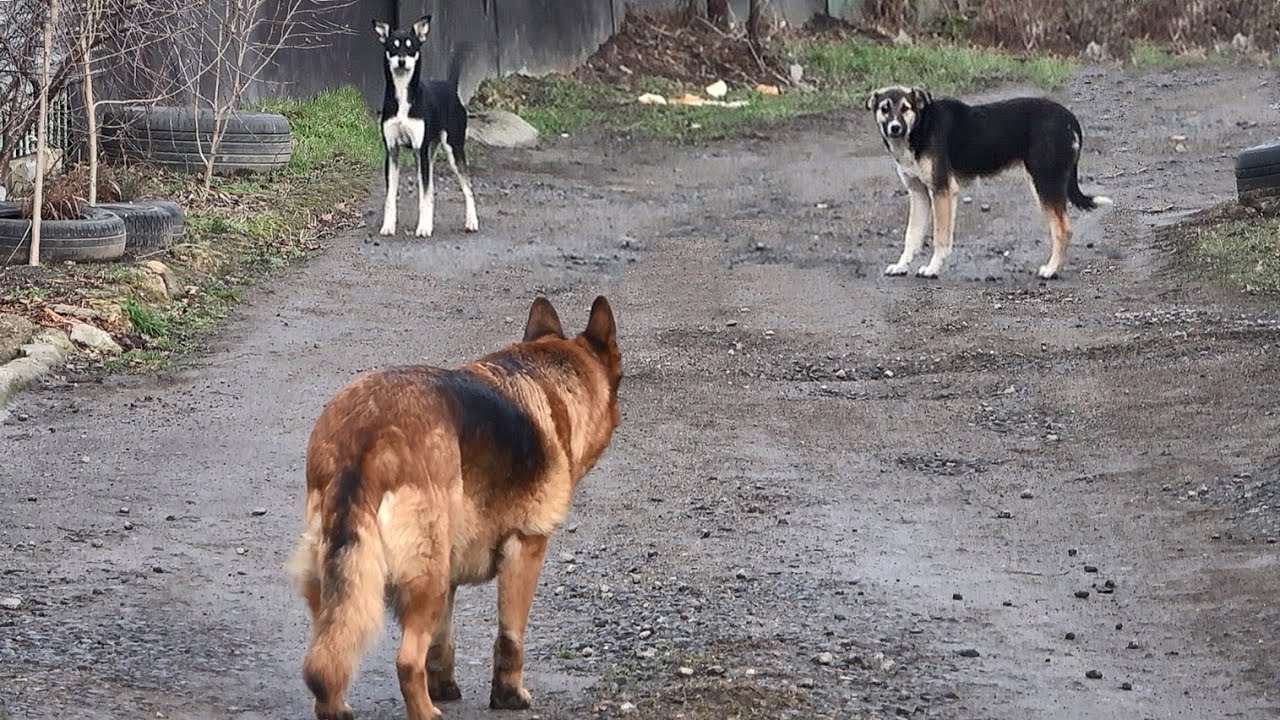 German Shepherd V.S. a pack of wild dogs.