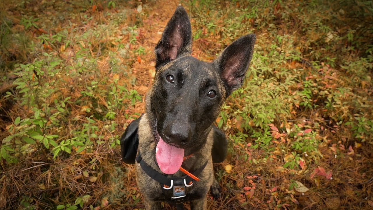 Camping out Overnight with my Dog - Trippers First Backbacking Trip part 2-DOG STEAK-DUTCH SHEPHERD