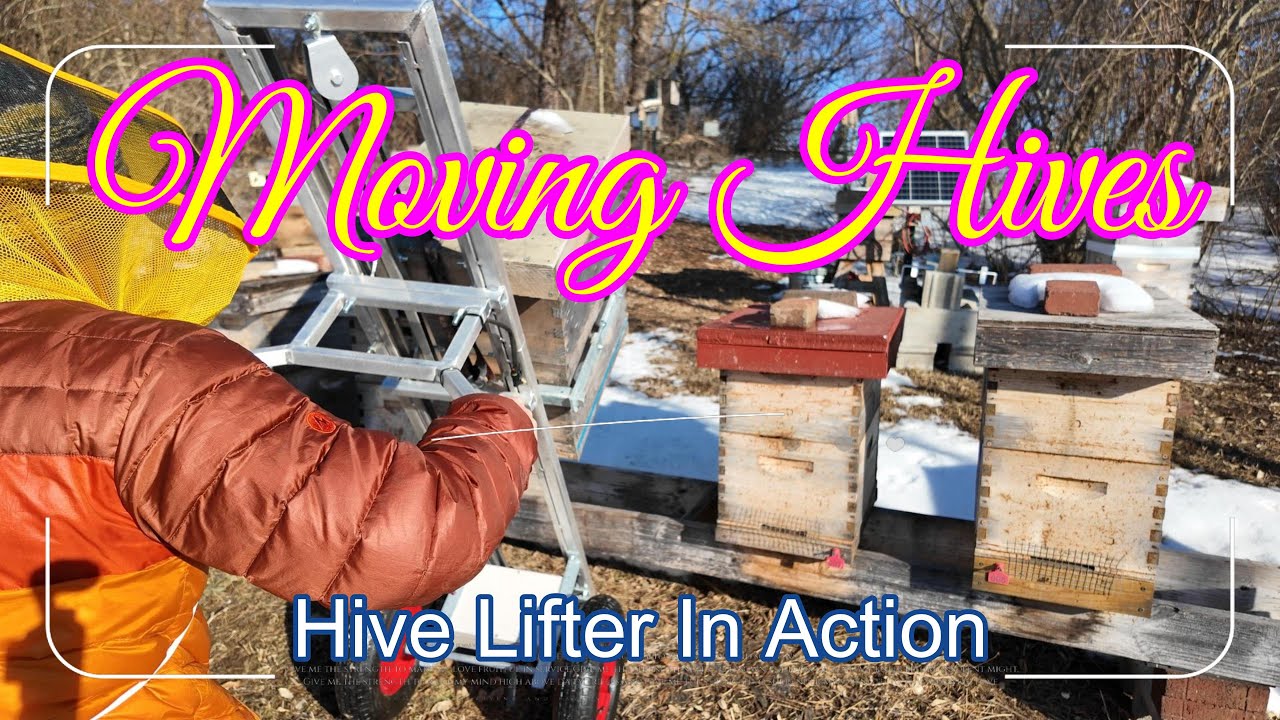 Moving Bee Hive Short Distance with Hive Lifter inside bear fence protected Apiary
