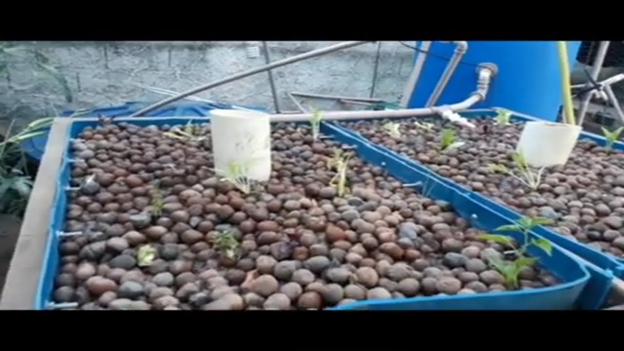 Cama de Cultivo PASSO a PASSO