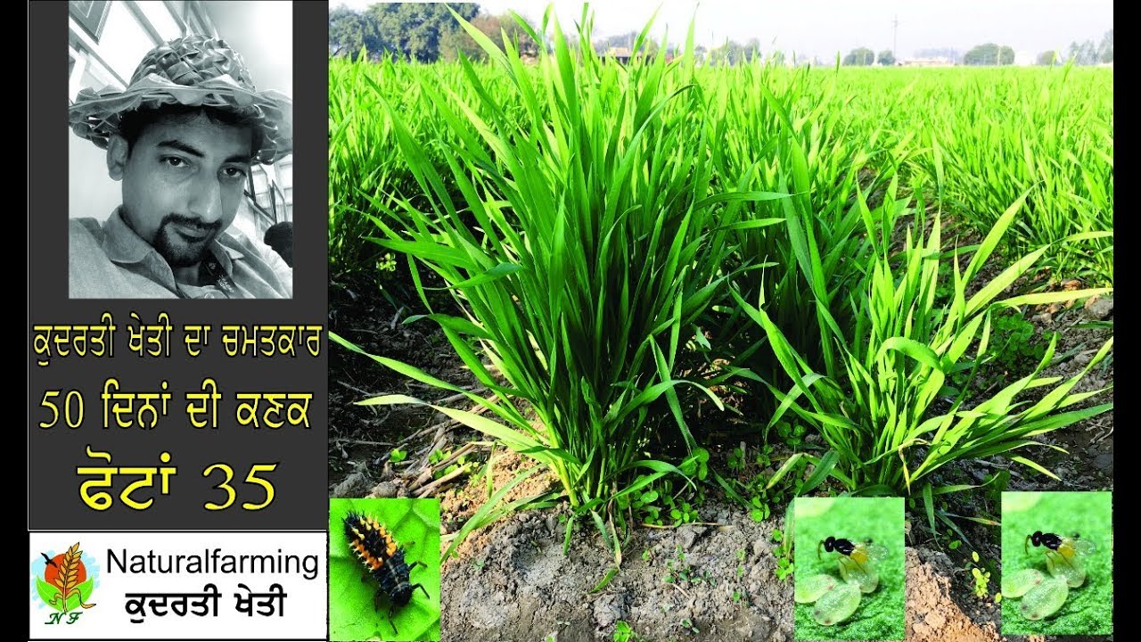 Natural Wheat 50 Day’s-  Tillers 35. 50 ਦਿਨਾਂ ਦੀ ਕਣਕ ਫੋਟਾਂ 35