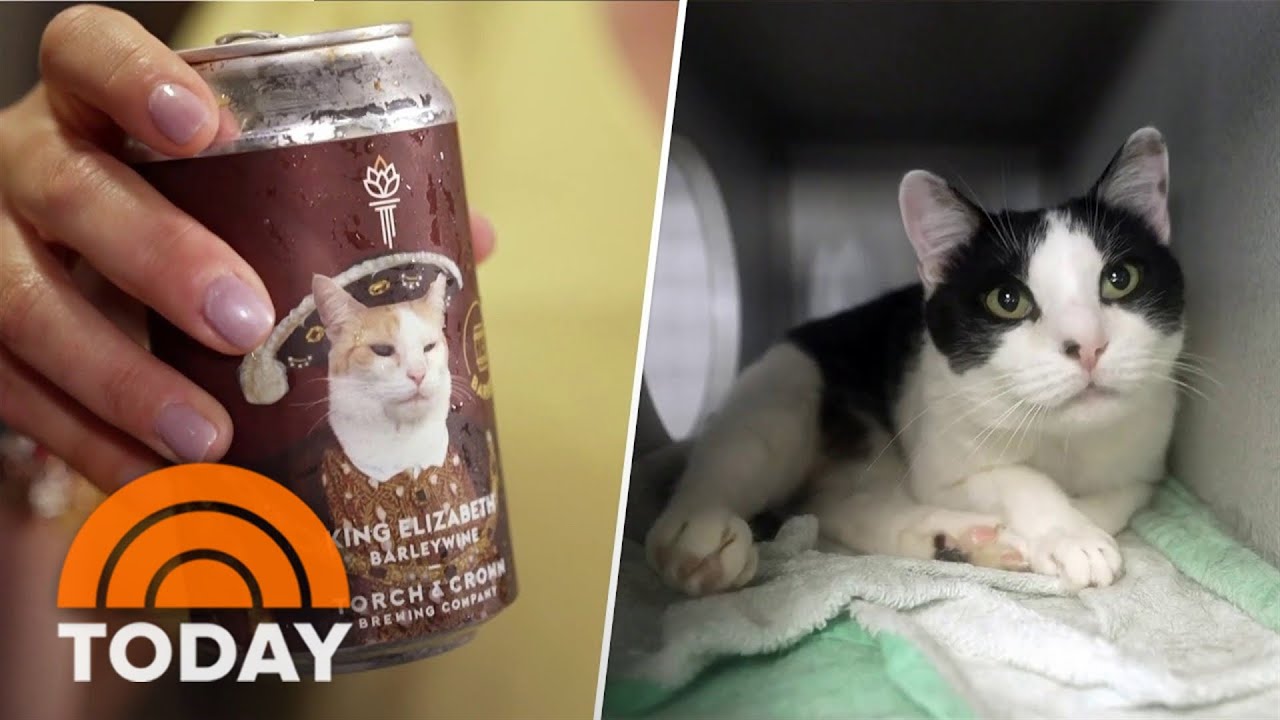 How this NYC brewery is giving rescue cats new purrr-pose