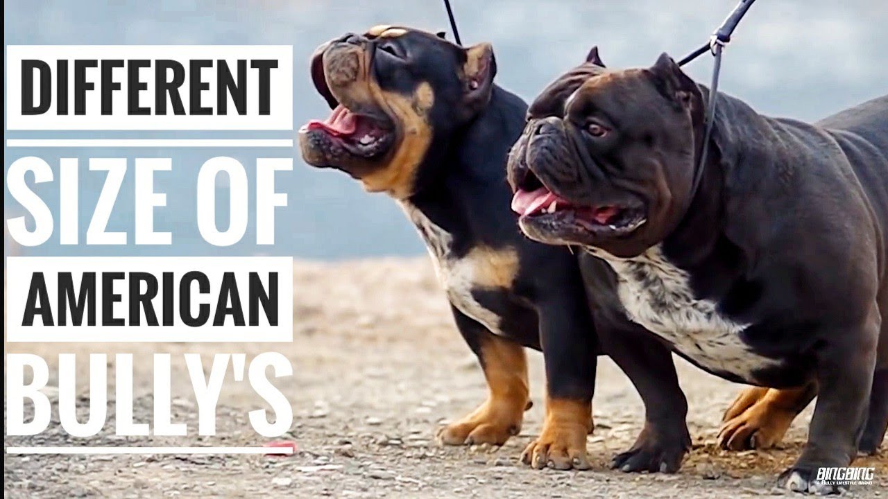 DIFFERENT SIZE OF AMERICAN BULLY'S,FULL EXPLANATION WITH DIFFERENT VIDEOS