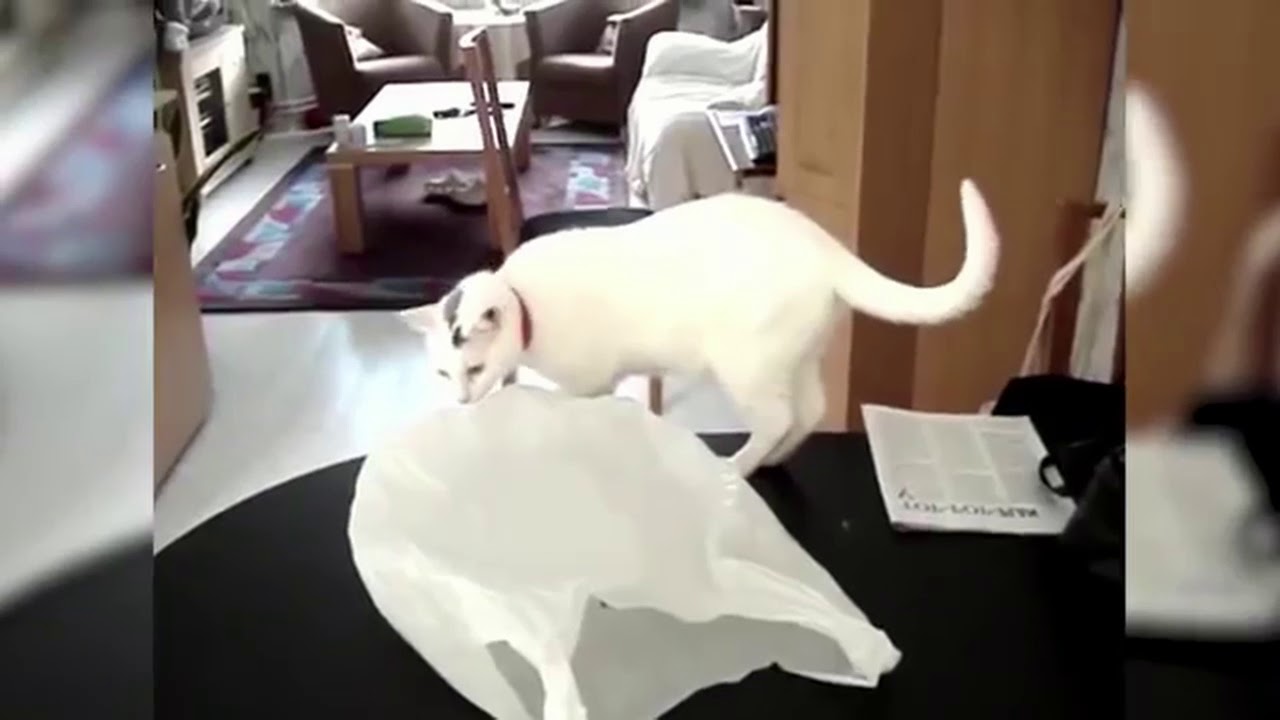 Have a Laugh at the Crazy Cats Chased by a Bag Funny cats Compilation