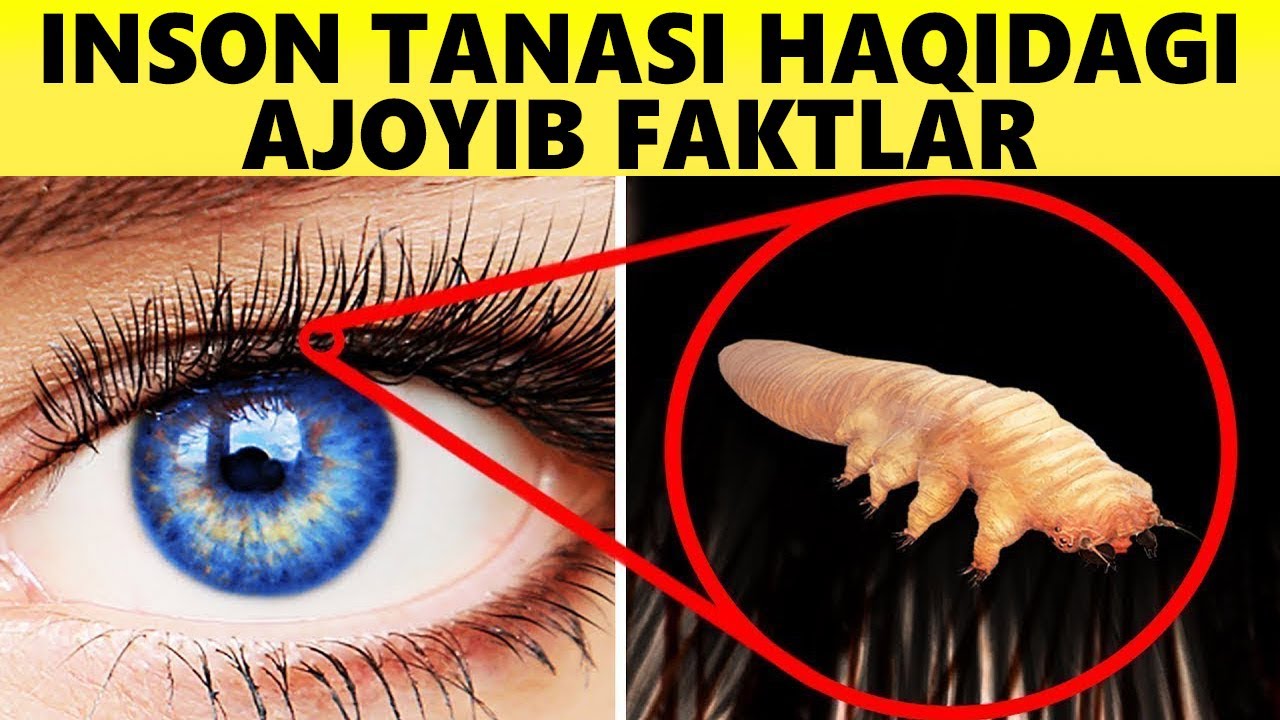 Inson Tanasi Haqidagi Ajoyib Faktlar