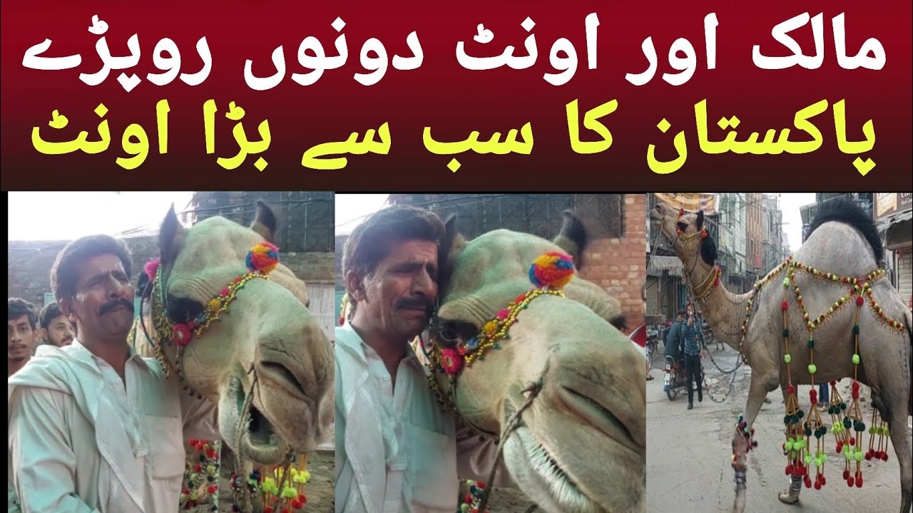 Biggest Camel | Pakistan Biggest Camel | Bakra Mandi