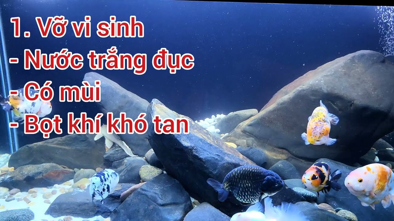 Vỡ vi sinh, Bùng phát vi sinh, Xung đột vi sinh trong bể nước ngọt:  Nước đục sữa; có mùi, nhiều bọt