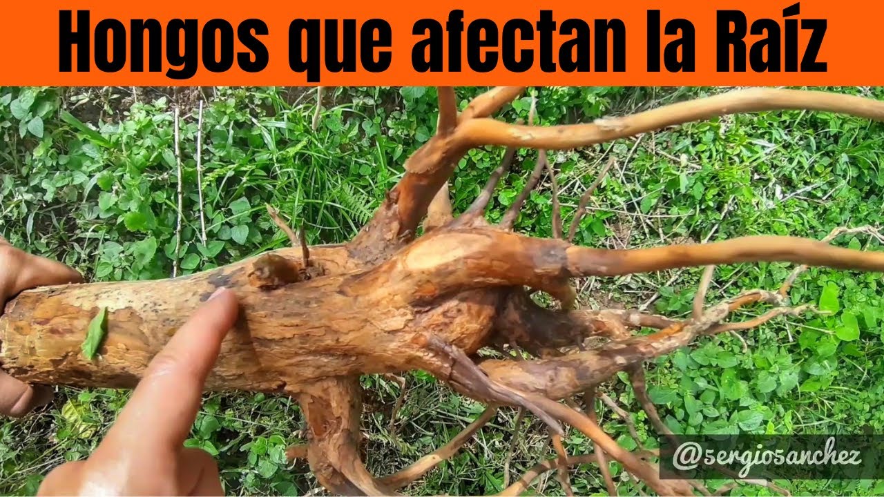 Hongos que afectan la raíz de Café (Llaga Macana y Llaga radical)