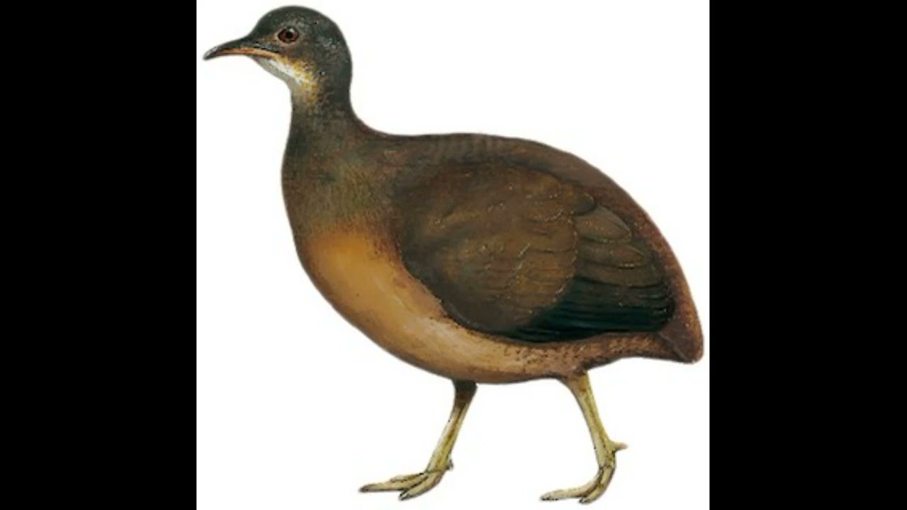 003 Татаупові