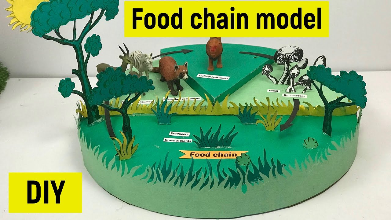 Food chain | Food chain model for science exhibition | Science fair model | Food chain model making