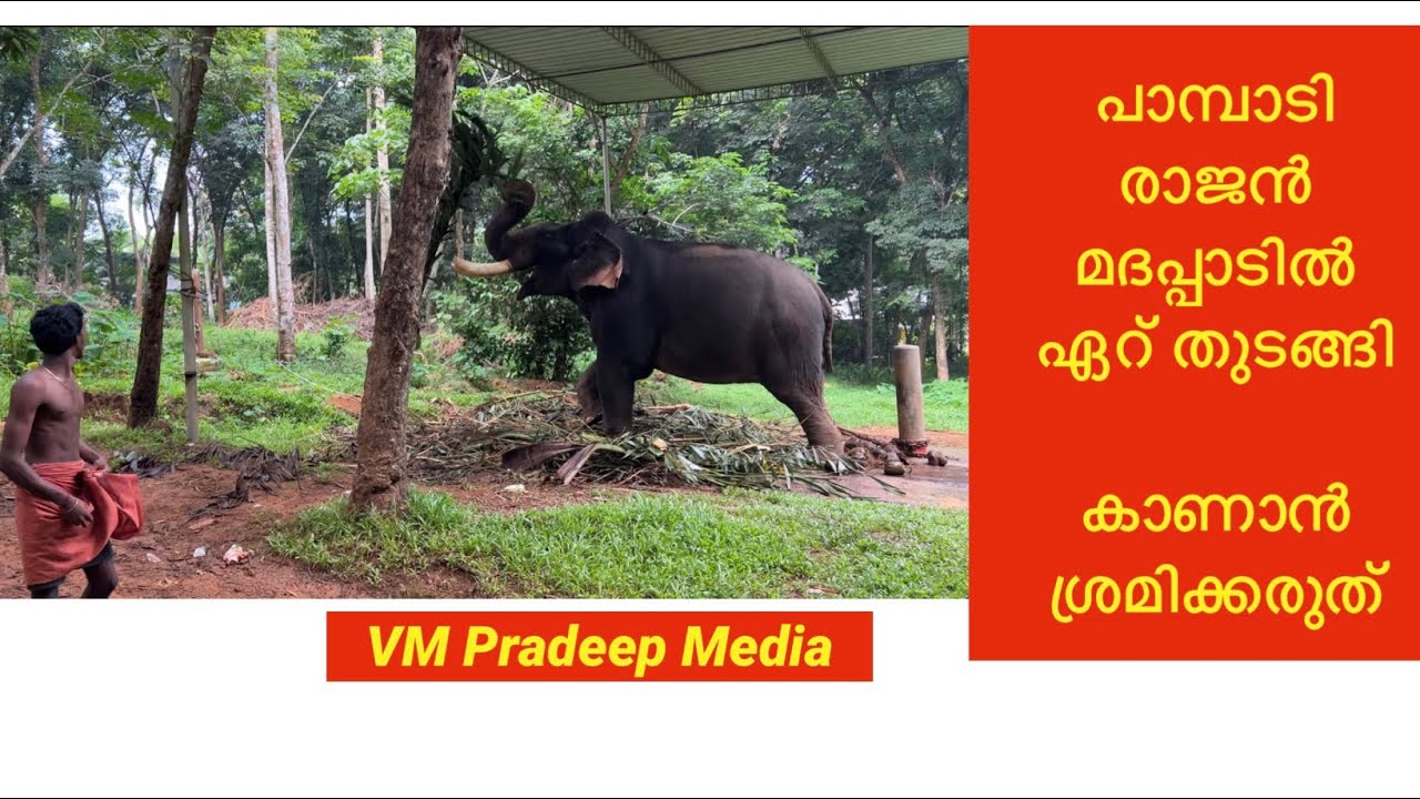 Pampadi Rajan മദപ്പാടിൽ ഏറ് തുടങ്ങി കാണാൻ ശ്രമിക്കുന്നത് അപകടം #keralaelephant#nattaana