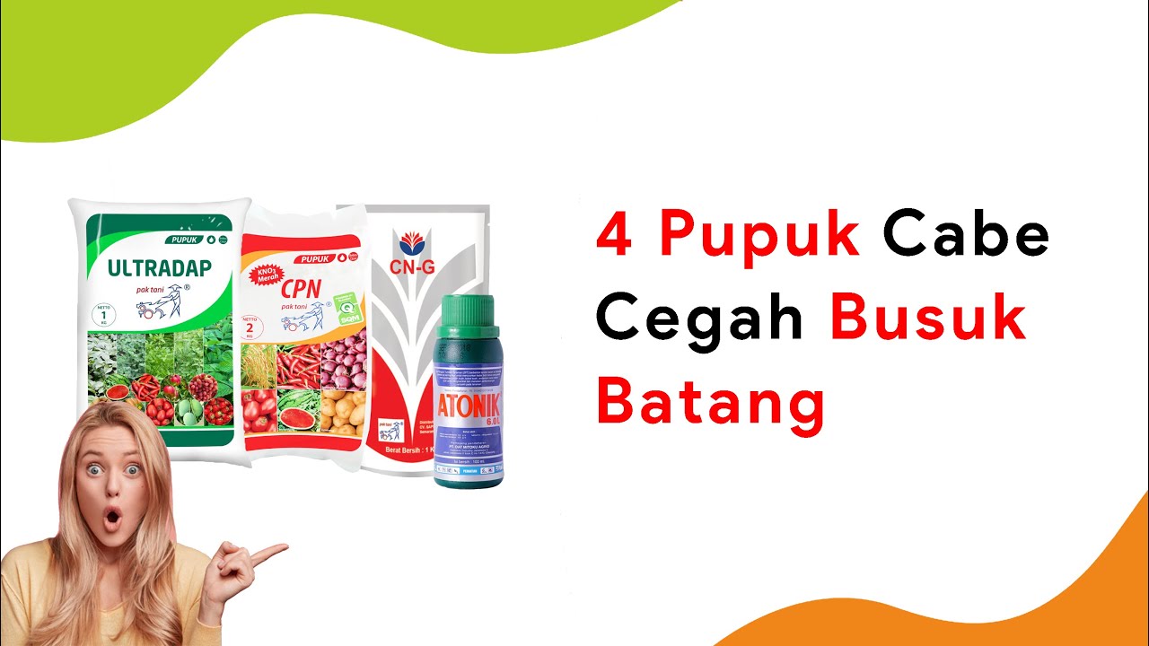 4 Pupuk Perkuat Batang dan Akar Tanaman Cabe, Antisipasi Busuk Batang Musim Hujan