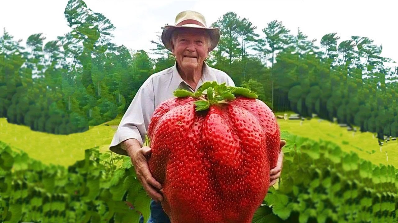 WORLD'S BIGGEST STRAWBERRY - real or fake?
