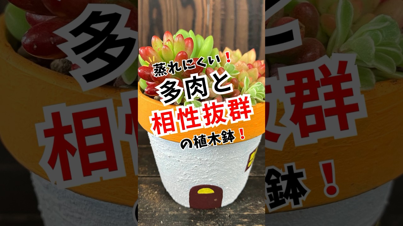 蒸れにくい!多肉と相性抜群の植木鉢！　　　　　　　　