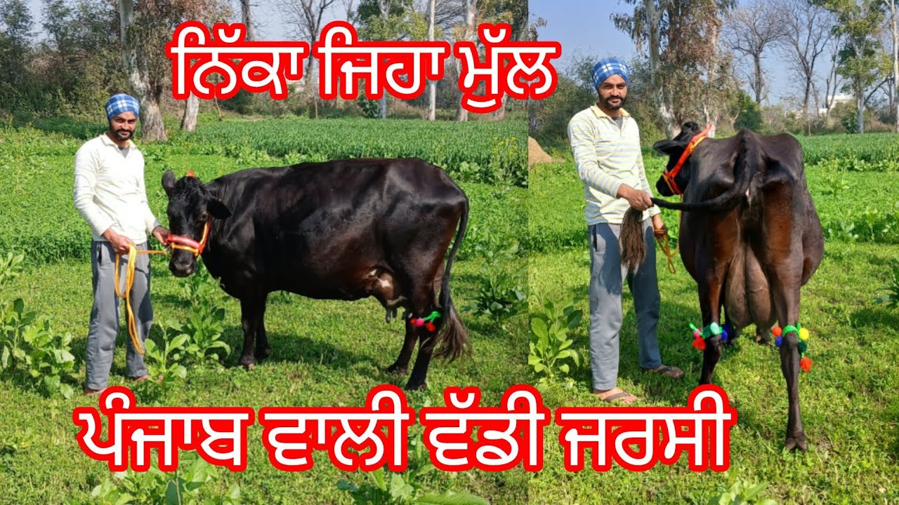ਪੰਜਾਬ ਵਾਲੀ ਵੱਡੀ ਜਰਸੀ ਵੈੜ 16 ਲੀਟਰ ਦੁੱਧ ਤਿਆਰ ਬਿਲਕੁਲ ਜਾਇਜ਼ ਮੁੱਲ /cow for sale /cheema dairy farm 